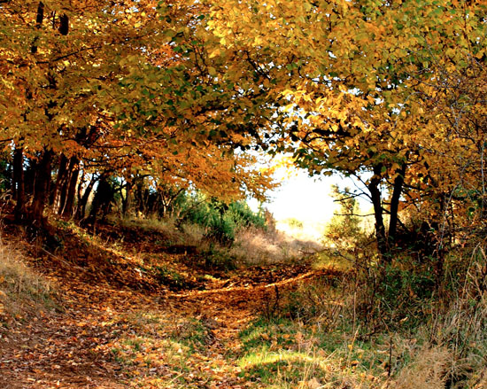 THE TAO OF ROARK: A LOVE SONG TO LIFE ON EARTH